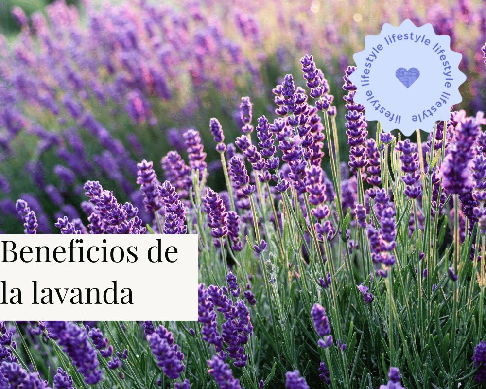 Beneficios de la lavanda - TEIA Cosméticos
