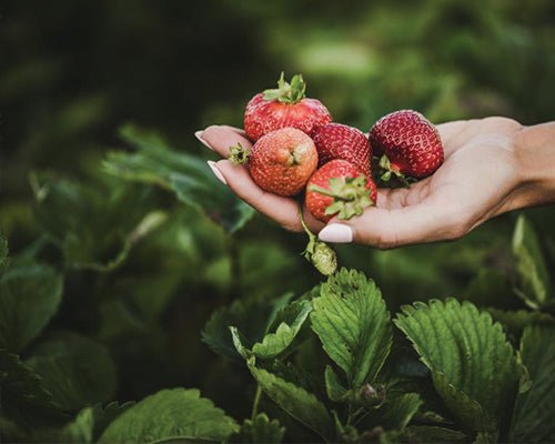 Ingredientes naturales en cosmética - ¿Qué significa? - TEIA Cosméticos