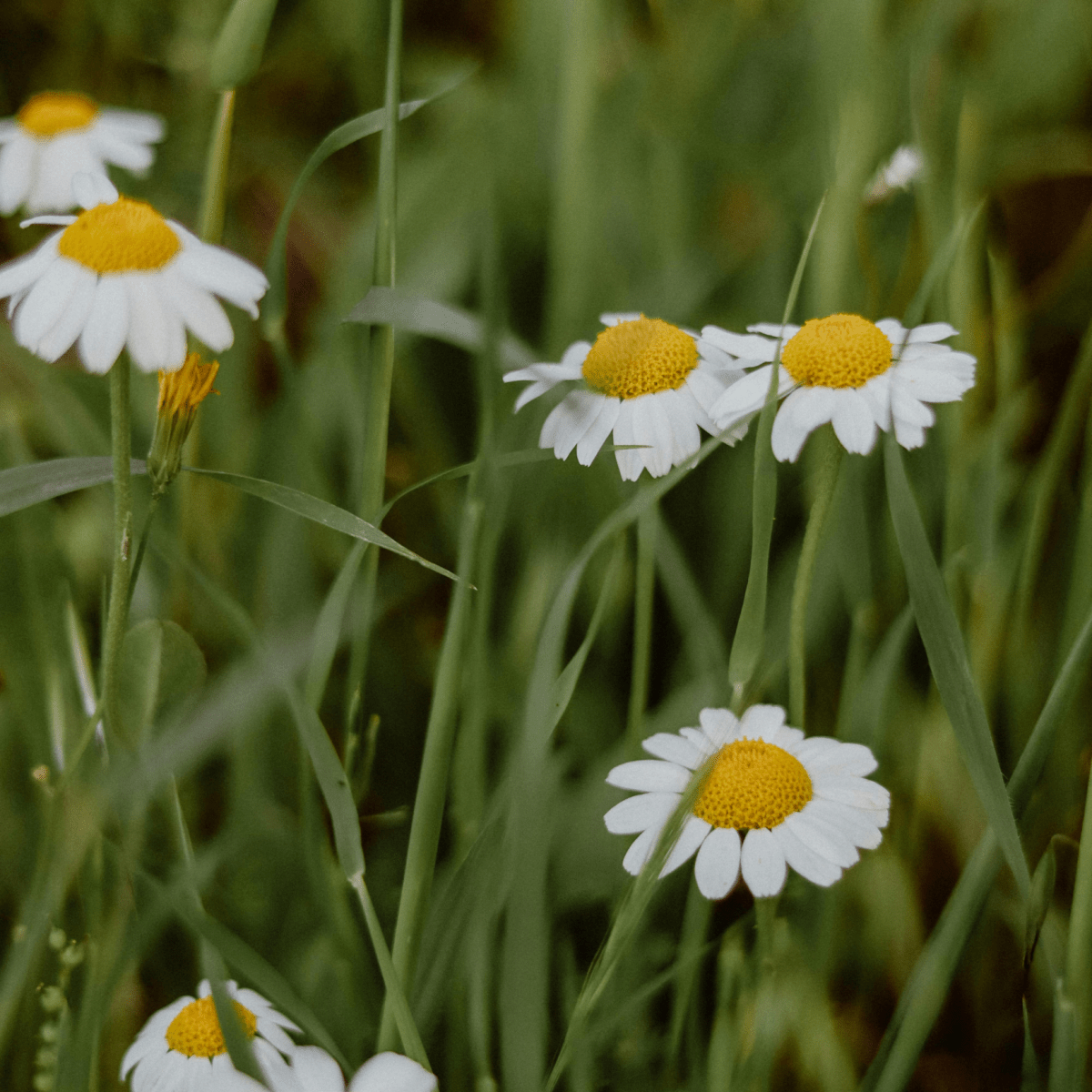 Beneficios de la miel orgánica en la piel - TEIA Cosméticos