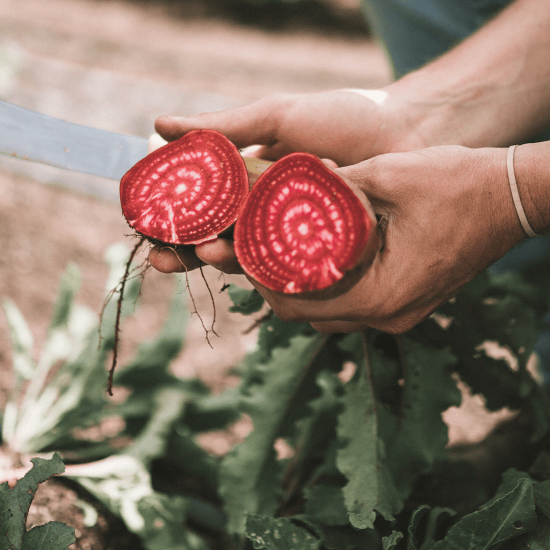 Ingredientes naturales protagonistas este 2026 - TEIA Cosméticos