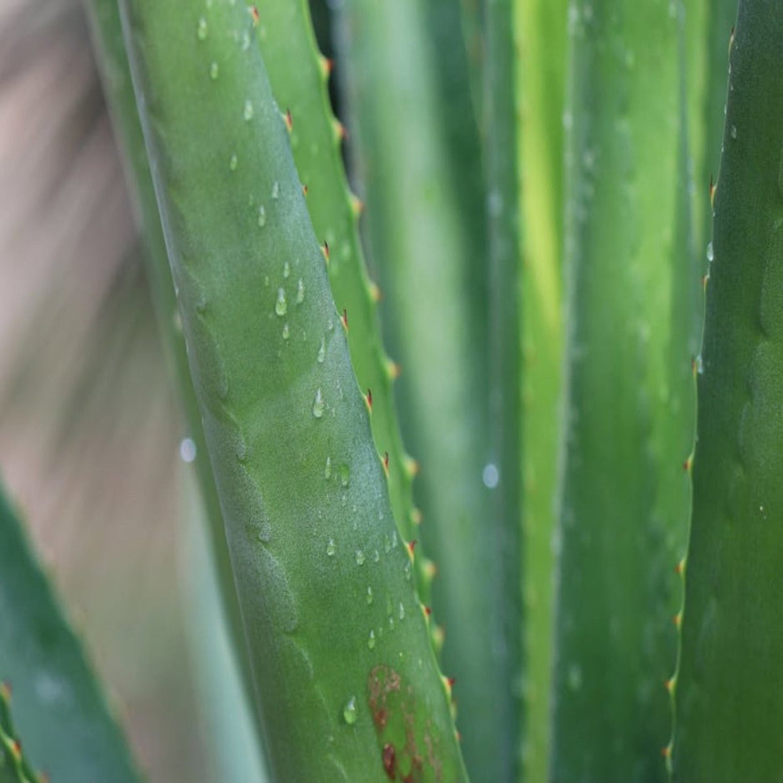 Rutina TEIA para universitarias: skincare + maquillaje por menos de $800 - TEIA Cosméticos